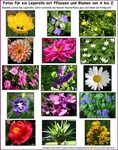 Blumen Bilder Und Namen / Gelber Frühjahrsblüher??? Gemswurz